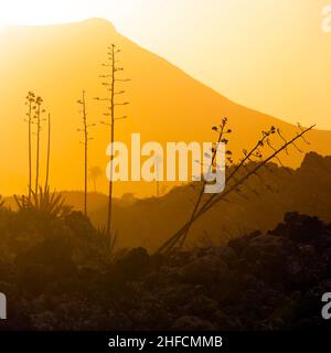 Romantischer Sonnenuntergang mit eigenständigen Bäumen im Vulkangebiet von Lanzarote Stockfoto