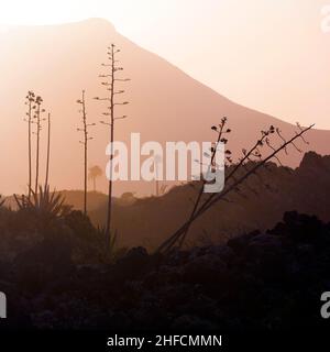 Romantischer Sonnenuntergang mit eigenständigen Bäumen im Vulkangebiet von Lanzarote Stockfoto