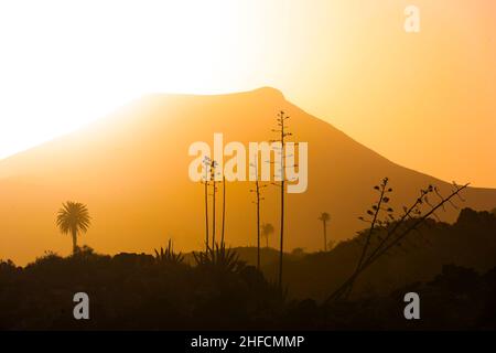 Romantischer Sonnenuntergang mit eigenständigen Bäumen im Vulkangebiet von Lanzarote Stockfoto