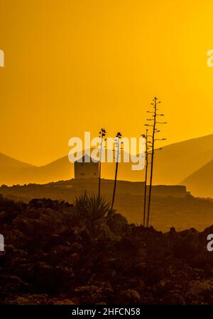 Romantischer Sonnenuntergang mit eigenständigen Bäumen im Vulkangebiet von Lanzarote Stockfoto