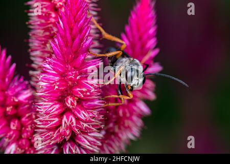 Spinnenwespe, die Nektar aus einer gefiederten Celosia-Wildblumenpflanze frisst. Insekten- und Wildtierschutz, Habitatschutz und Garten mit Gartenblumen c Stockfoto