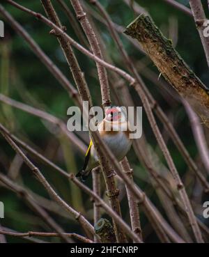 Europäischer Goldfink (Carduelis Carduelis), der auf dem Elder-Ast (Sambucus nigra) thront und die Kamera anschaut. Stockfoto