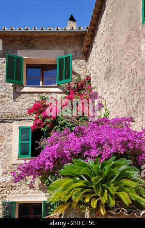 Dorfhaus mit Bougainvillea und Palmen Baum, Deia, Gemeinde Deia, Mallorca, Balearen, Spanien Stockfoto