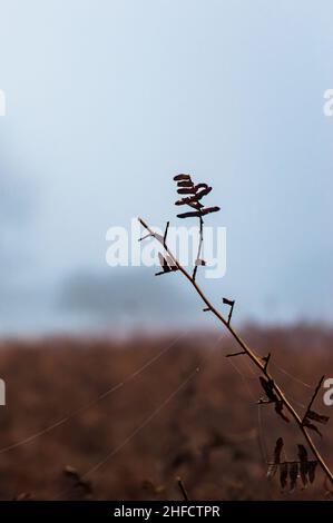 Bild von toter orangefarbener brackener Wedel mit Spinnenseide an einem nebligen und kalten Wintertag Stockfoto