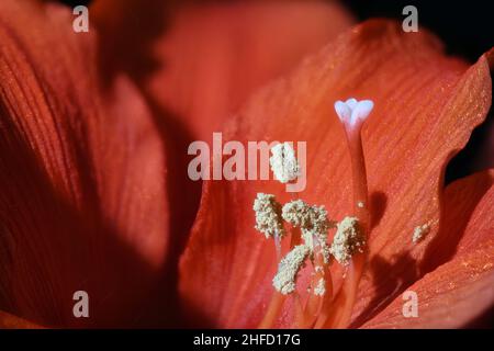 Rotes Amaryllis Makro aus nächster Nähe Stockfoto