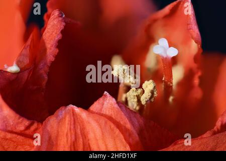 Rotes Amaryllis Makro aus nächster Nähe Stockfoto