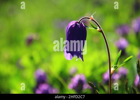 Violette Wildblume im Hintergrund vor dem Hintergrund einer grünen Lichtung in den Altai-Bergen, verschwommener Hintergrund Stockfoto