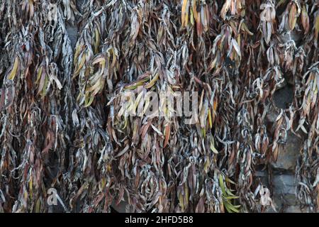 Hintergrund mit verwelkten Blättern und pflanzlichen Wurzeln. Wintersaison und Vorderansicht. Stockfoto