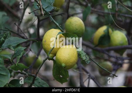 Unreife Zitronen auf dem Ast. Zitronenbaum Stockfoto