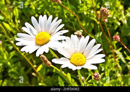 Schöne bunte Wiese mit Blumen im Detail Stockfoto