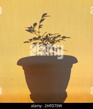 Schattenfoto der Topfblume. Schatten an der Wand. Stockfoto