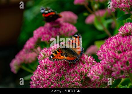 Kleine Schildkrötenmuschel-Schmetterling mit Bürstenfüßen (Aglais urticae), der auf der Steinekropfblüte ruht (Sedum telephium „Purple Emperor“) Stockfoto