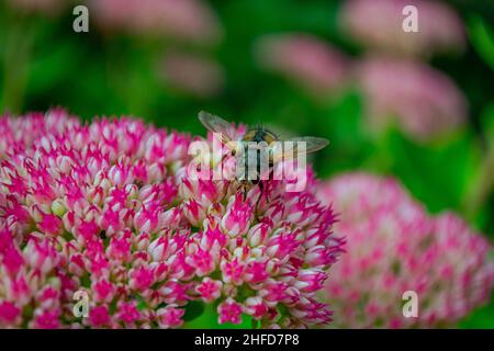 Tachina Fera / Tachinidfliege (Familie: Tachinidae), die auf der Steinekropfblüte ruht (Sedum telephium 'Purple Emperor') Stockfoto