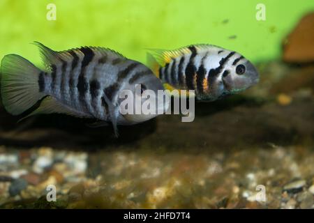 Wildgefangener Amatitlania nigrofasciata (Amatitlania siquia)-Paar wird in der Regel gebraten, Männchen vorne. Stockfoto