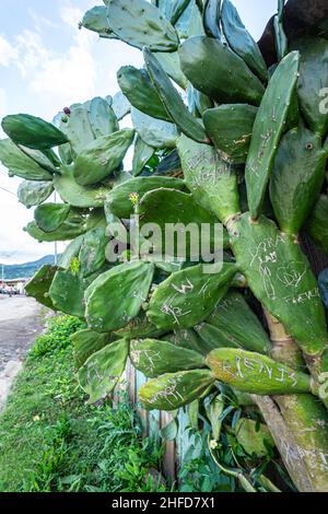 Cochineal Nopal Cactus (Opuntia cochenillifera) mit Pads bedeckt mit in Graffiti zerkratzt in Nicaragua, außerhalb der ursprünglichen Palette der Pflanze. Stockfoto