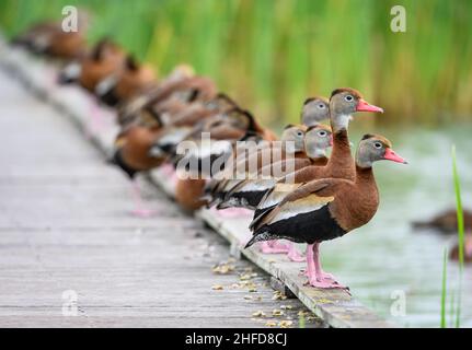 Holen Sie sich alle Ihre Enten in einer Reihe. Schwarzbauchpfeife (Dendrocygna autumnalis). Estero Llano Grande State Park. Texas, USA. Stockfoto