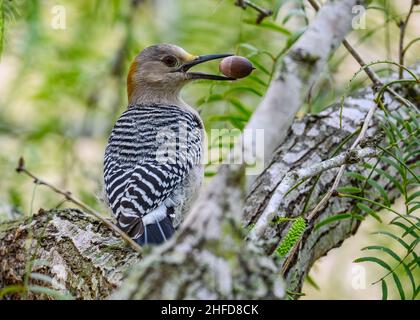 Ein Goldstirnspecht (Melanerpes aurifrons), der Eichel sammelt. Estero Llano Grande State Park. McAllen, Texas, USA. Stockfoto