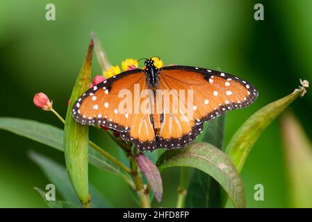 Ein farbenprächtiger Schmetterling der Königin (Danaus gilippus), der sich von Blumen ernährt. National Butterfly Center. McAllen, Texas, USA. Stockfoto