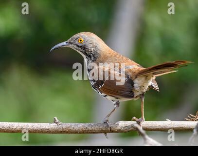 Ein langschnabeliger Thrasher (Toxostoma longirostre), der auf einem Ast thront. National Butterfly Center. McAllen, Texas, USA. Stockfoto