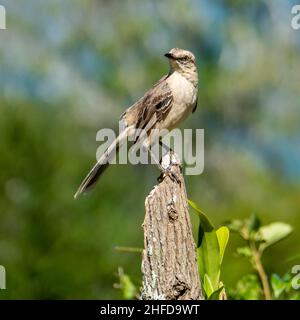 Der kalkgebräunte Spötter ist ein Vogel aus der Familie Mimus saturninus. Es ist in Brasilien zu finden Stockfoto