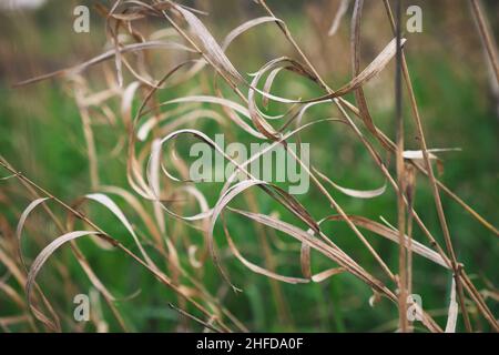 Lockige Stängel von trockenem Gras auf grünem Feld Hintergrund. Schöner natürlicher Hintergrund. Stockfoto
