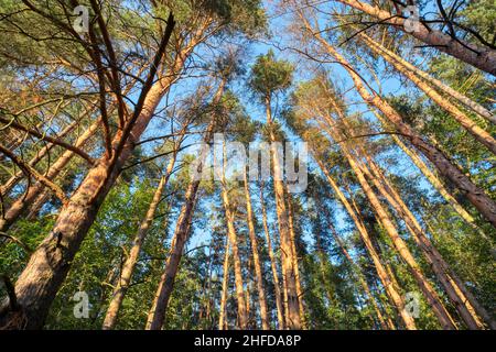 Blick in Kiefernwald Baum zu Baldachin. Ansicht von unten Weitwinkel Hintergrund. Ökologisches Konzept. Stockfoto