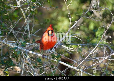 Ein nördlicher Kardinal, Cardinalis cardinalis, thront auf einem Ast. Der männliche Kardinal ist leuchtend rot in der Färbung ist auch bekannt als redbird oder rote Cardi Stockfoto