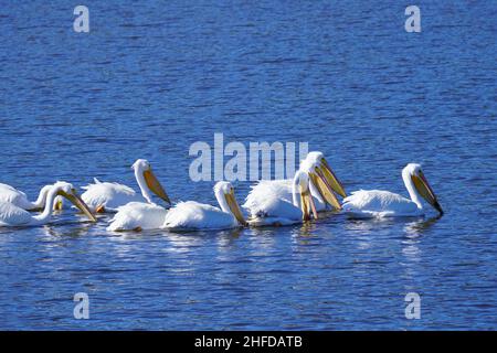 Gruppe amerikanischer weißer Pelikane, Pelecanus erythrorhynchos, schwammen und fischen in einem Teich in South Carolina Stockfoto