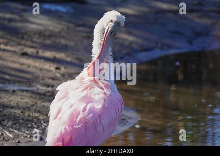 Roseat Sponbill, Platalea ajaja, steht im seichten Wasser und prescht seine Federn in Sumpfland in South Carolina Stockfoto