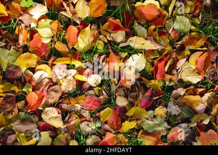 Der Herbst hinterlässt den Hintergrund. Farbenfrohes Rückseitenbild der herbstlichen Blätter, perfekt für den saisonalen Gebrauch. Stockfoto