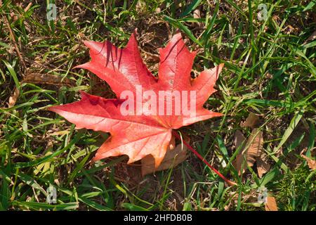 Gefallenes rotes Ahornblatt auf grünem Gras. Abstrakter Herbsthintergrund. Stockfoto
