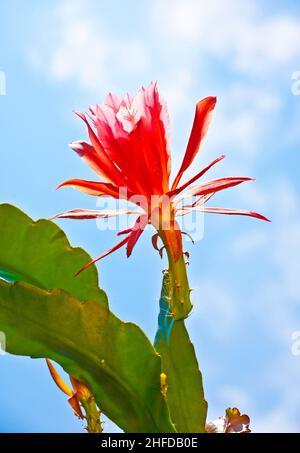 schöne rote blühender Kaktus im detail Stockfoto