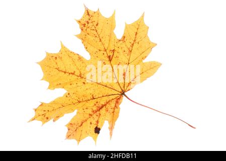 Gelbes Ahornblatt isoliert auf weißem Hintergrund. Herbstkonzept. Stockfoto