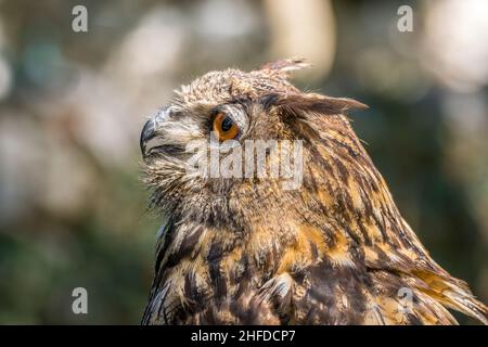 Eurasische Adler-Eule (Bubo bubo) Porträt. Stockfoto