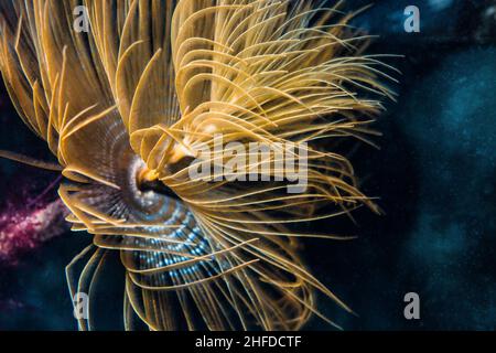 Wurm aus Federduster (Sabella spallanzanii) Stockfoto