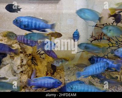 Tropische Fische in einem großen Aquarium. Natürliches Aquarium, das ein tropisches Biotop darstellt. Tropische Aquarienfische. Stockfoto