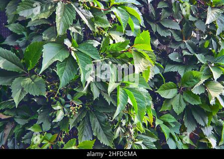 Virginia Creeper Parthenocissus quinquefolia grüne Blätter, die eine Wand bedecken. Stockfoto