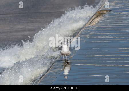 Eine einsame Ringmöwe schlendert lässig durch das Wasser und rauscht über den Überlauf des Staudamms am White Rock Lake in Dallas, Texas mit ihrem Ref Stockfoto