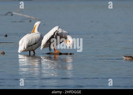 Ein Paar Weiße Pelikane, die im seichten Wasser des White Rock Lake in Dallas, Texas, stehen, während sie ihre Federn mit ihren großen Schnäbeln predigen. Stockfoto