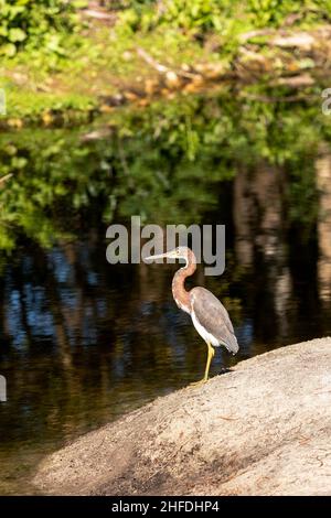 In Bonita Springs, Florida, thront der Rotreiher Egretta rufescens in einem Sumpfgebiet Stockfoto