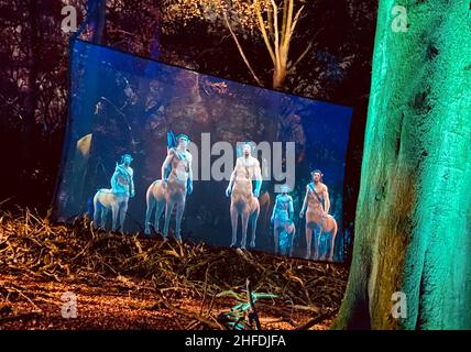 Harry Potter Verbotener Wald Erfahrung Stockfoto