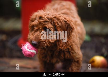 Ein süßer junger Hund lernt draußen in einem Garten zu spielen Stockfoto