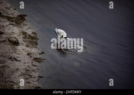 Graureiher Angeln, River Don, Aberdeen Stockfoto