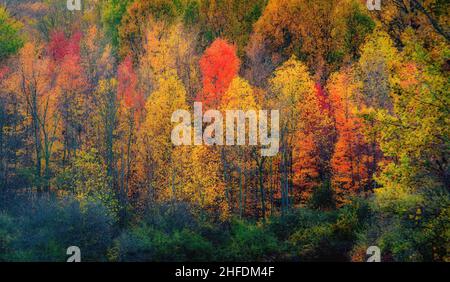 Bunte Blätter von roten, orangen und gelben Blättern zieren Bäume im Potato Creek State Park in North Liberty, Indiana, USA Stockfoto