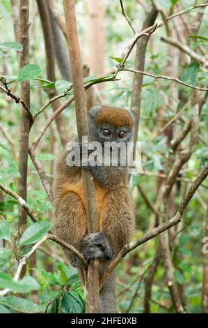 Lemuren sind nassnasige Primaten der Überfamilie Lemuroidea. Sie sind nur auf der Insel Madagaskar heimisch. Lemuren sind klein, haben eine spitze Schnauze Stockfoto