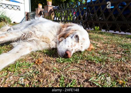 Netter Hund, der im Garten auf dem Gras liegt Stockfoto