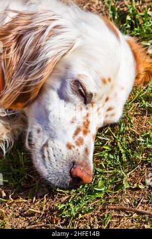 Netter Hund, der im Garten auf dem Gras liegt Stockfoto