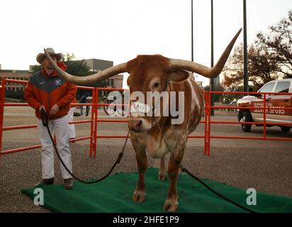 15. Januar 2022: Bevo XV, das Live-Maskottchen der University of Texas, vor dem Frank Erwin Center vor einem Big 12 Frauen-Basketballspiel zwischen Texas und West Virginia am 15. Januar 2022 in Austin, Texas. (Bild: © Scott Coleman/ZUMA Press Wire) Stockfoto