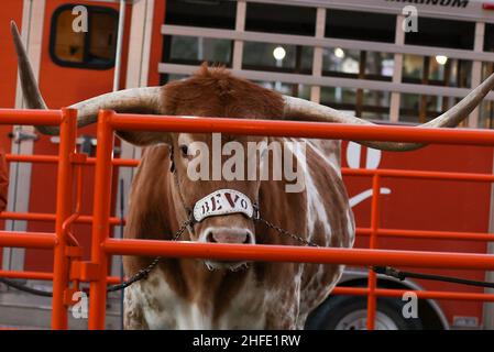 15. Januar 2022: Bevo XV, das Live-Maskottchen der University of Texas, vor dem Frank Erwin Center vor einem Big 12 Frauen-Basketballspiel zwischen Texas und West Virginia am 15. Januar 2022 in Austin, Texas. (Bild: © Scott Coleman/ZUMA Press Wire) Stockfoto