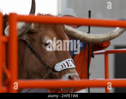 15. Januar 2022: Bevo XV, das Live-Maskottchen der University of Texas, vor dem Frank Erwin Center vor einem Big 12 Frauen-Basketballspiel zwischen Texas und West Virginia am 15. Januar 2022 in Austin, Texas. (Bild: © Scott Coleman/ZUMA Press Wire) Stockfoto